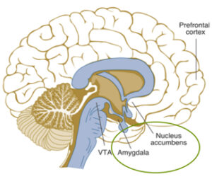 Read more about the article Lessons for effective leaders from latest insights into neurosciences